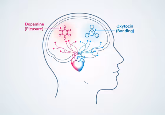An infographic diagram showing how dopamine and oxytocin affect the brain when in love.